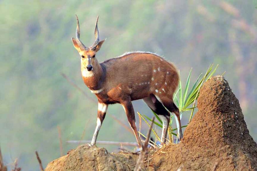 Parque Nacional de Gorongosa